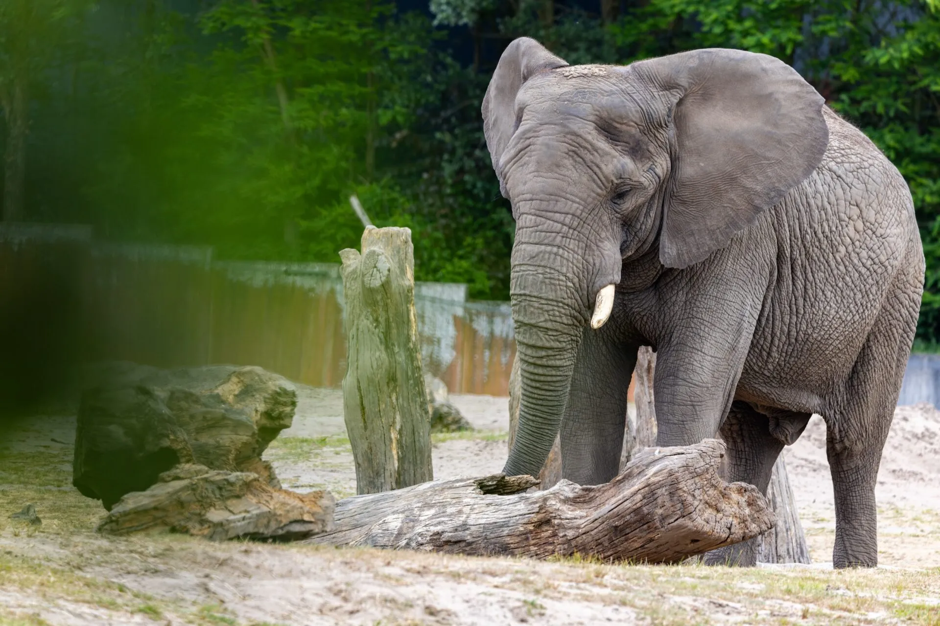 Elephant - Safaripark Beekse Bergen