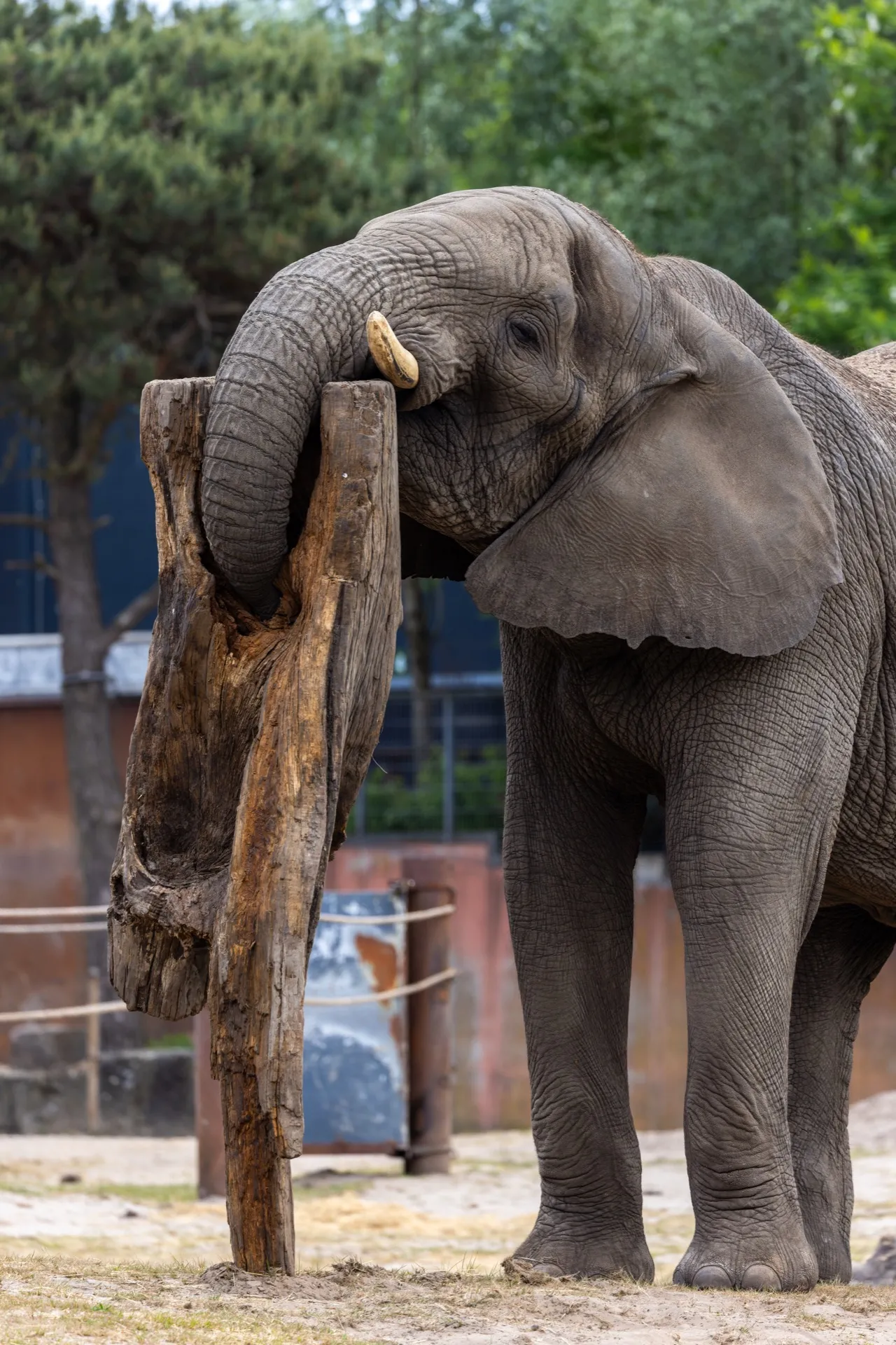 Elephant finding food from a log - Safaripark Beekse Bergen