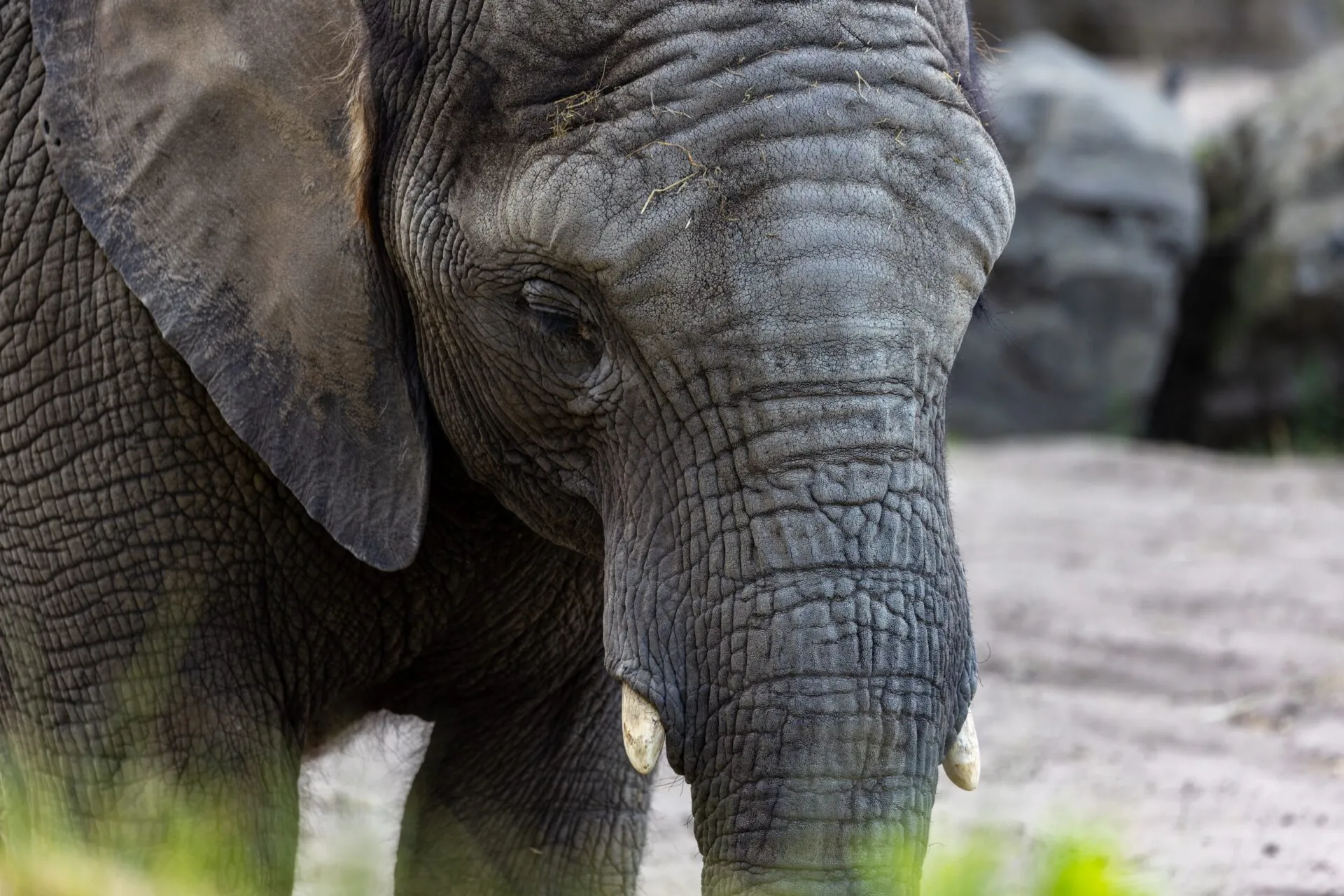 Elephant - Safaripark Beekse Bergen