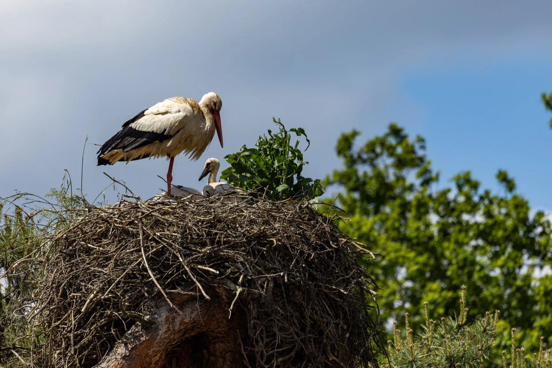 White stork on a nest - Safaripark Beekse Bergen