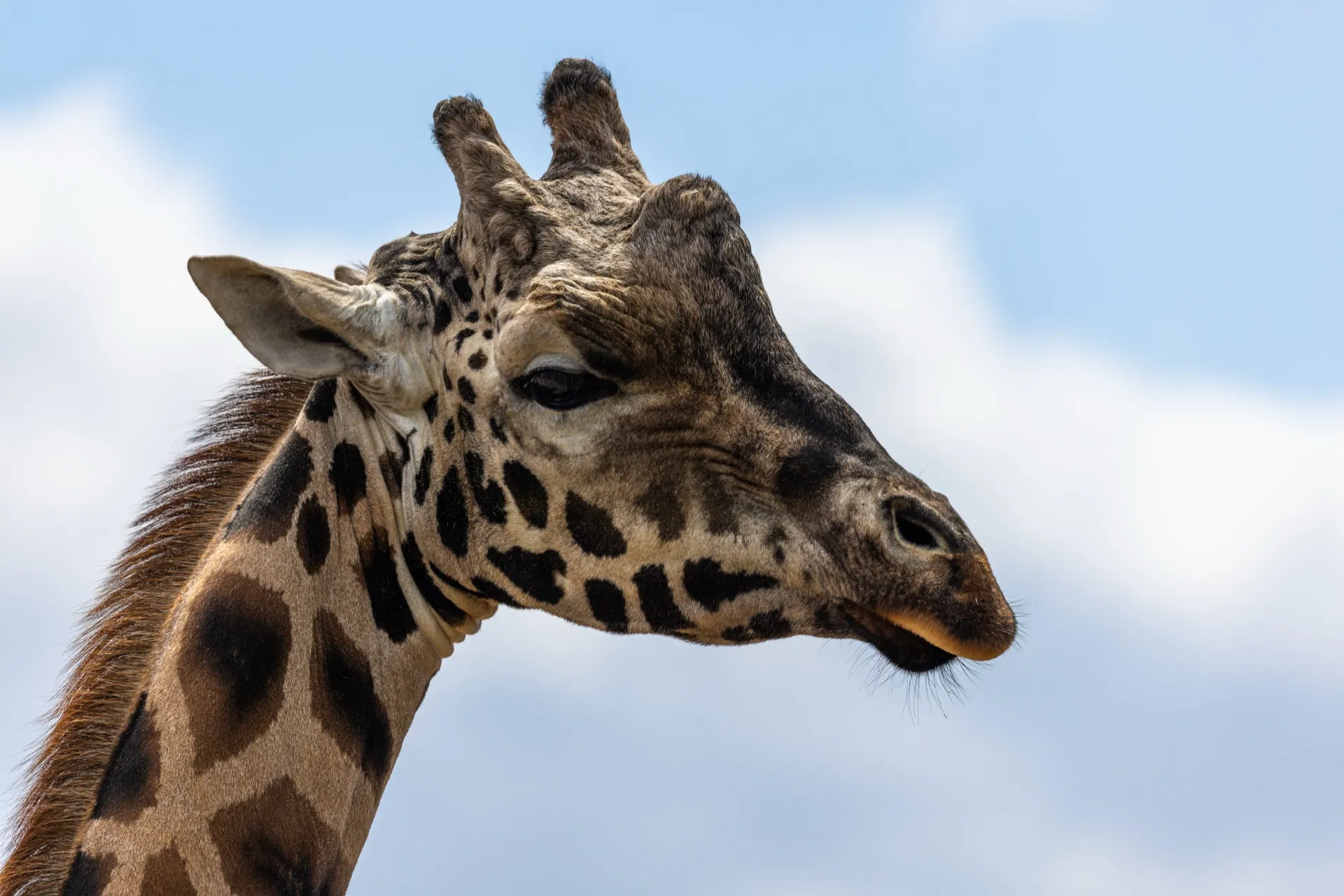 Giraffe - Safaripark Beekse Bergen