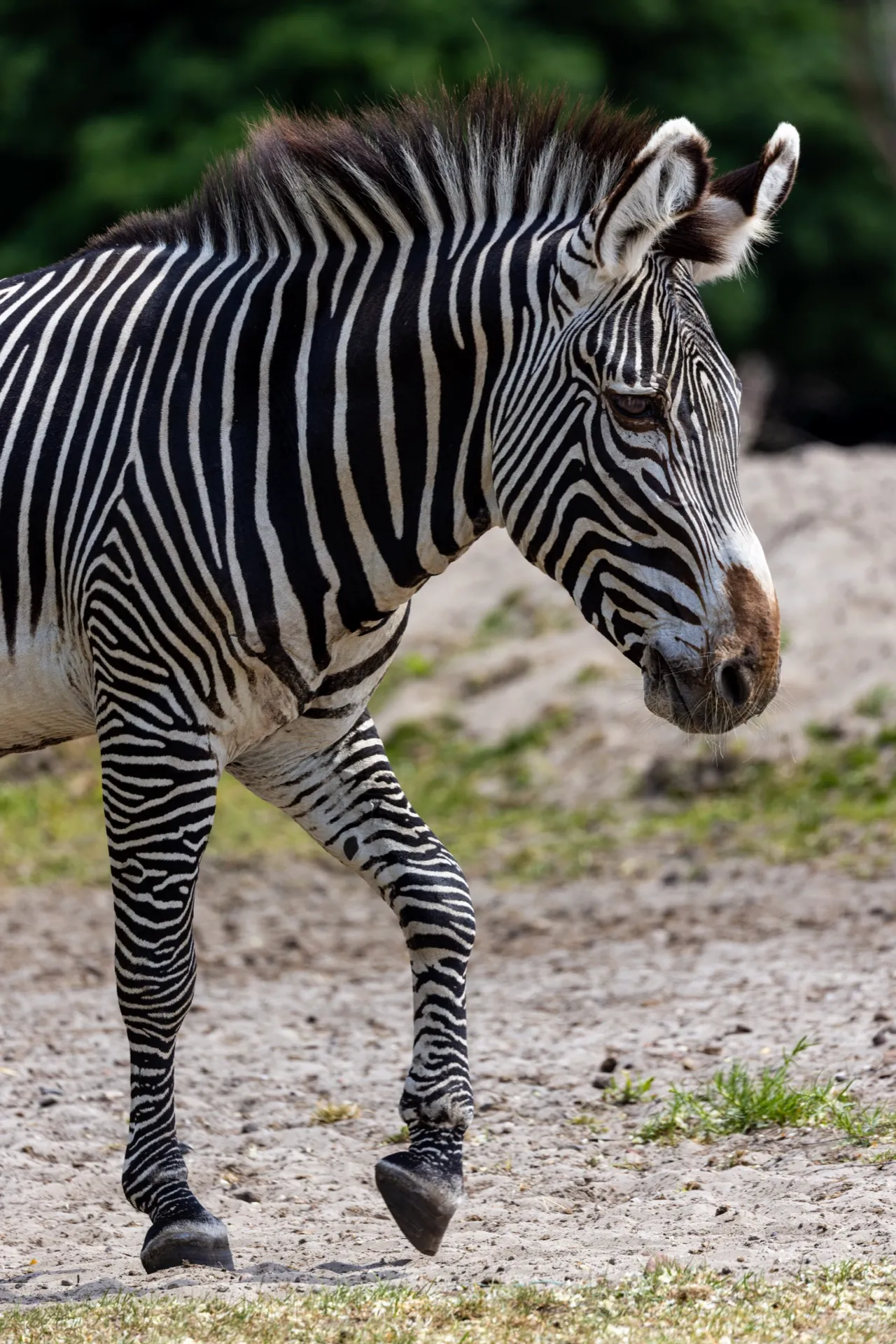 Zebra - Safaripark Beekse Bergen