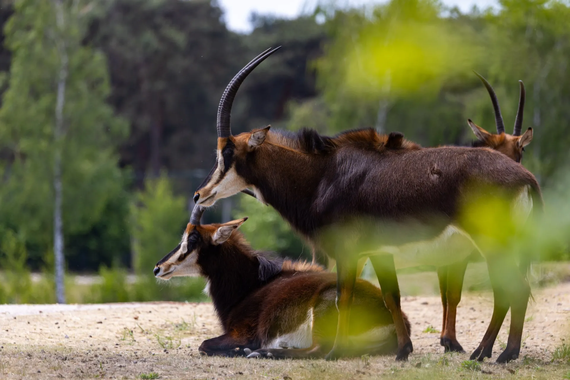 Sable antelope - Safaripark Beekse Bergen