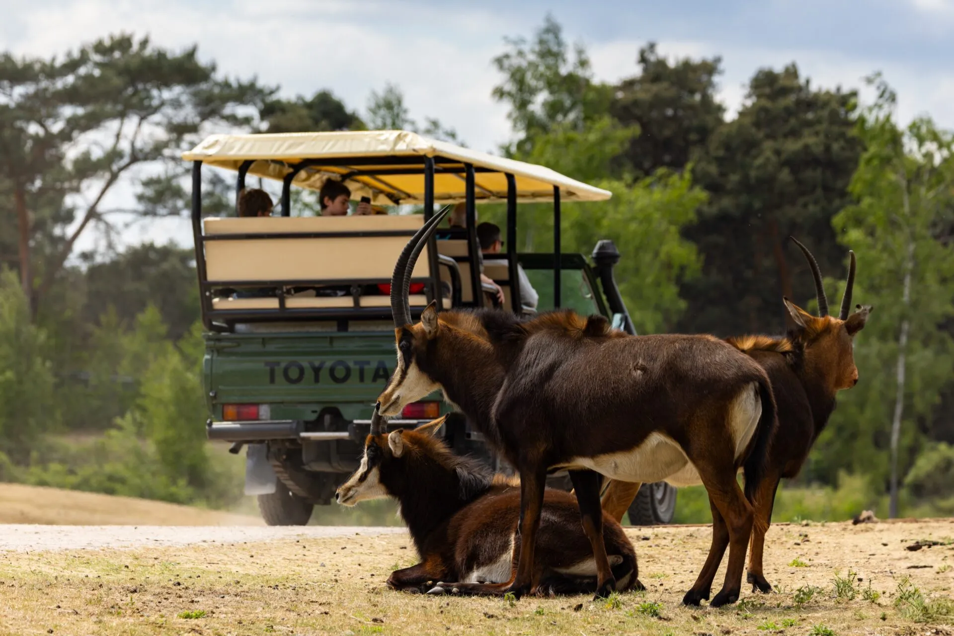 Sable antelope - Safaripark Beekse Bergen