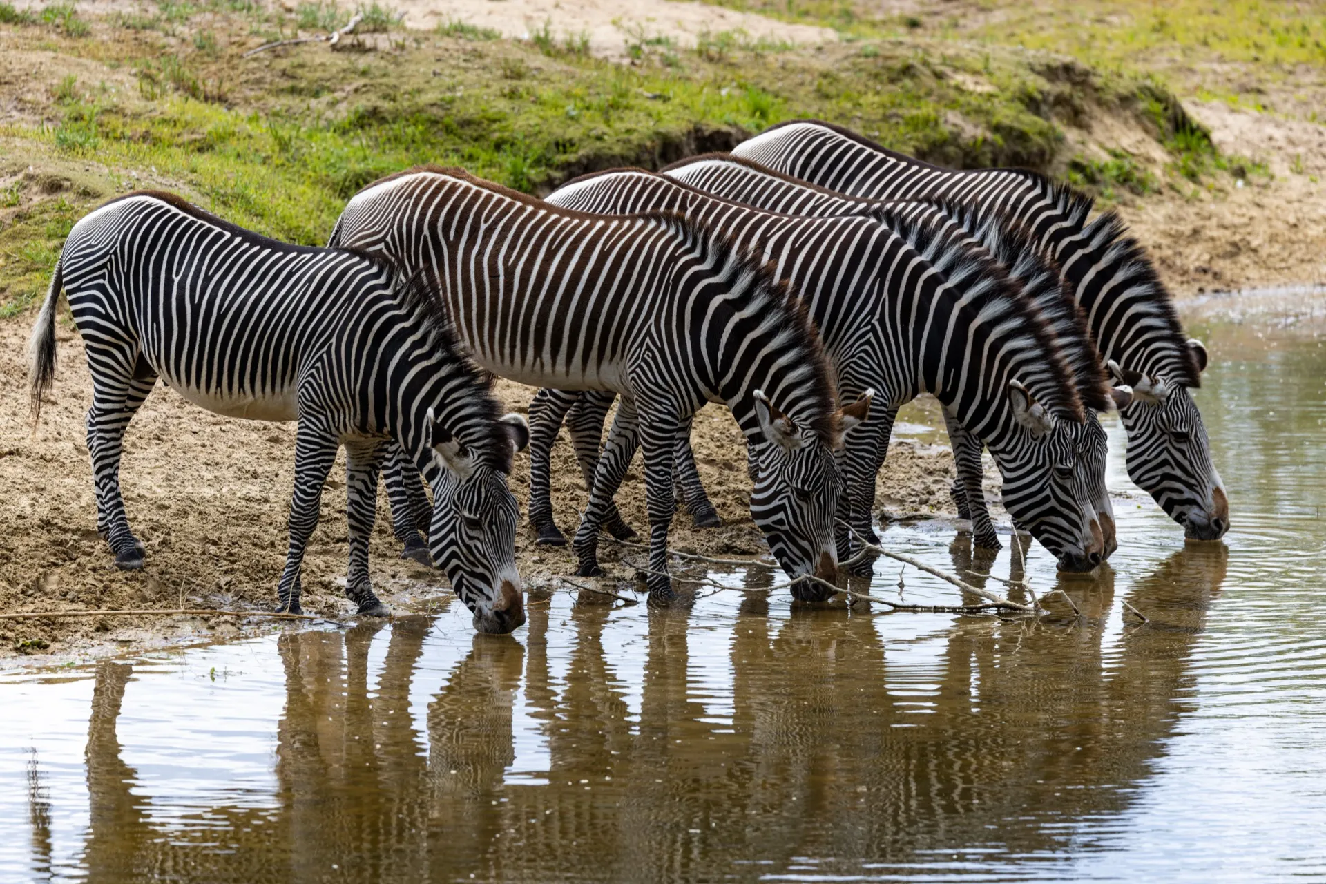 Zebra's drinking some water - Safaripark Beekse Bergen