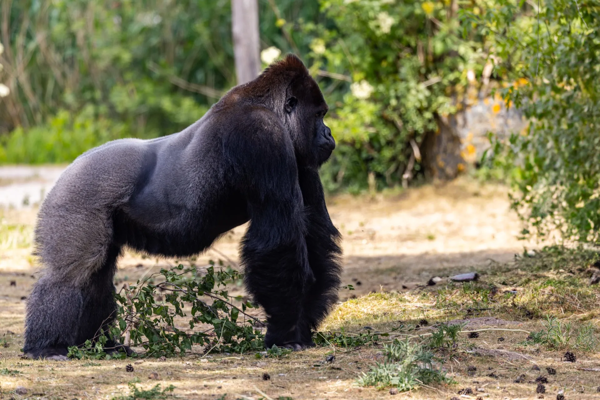Silverback Gorilla - Safaripark Beekse Bergen