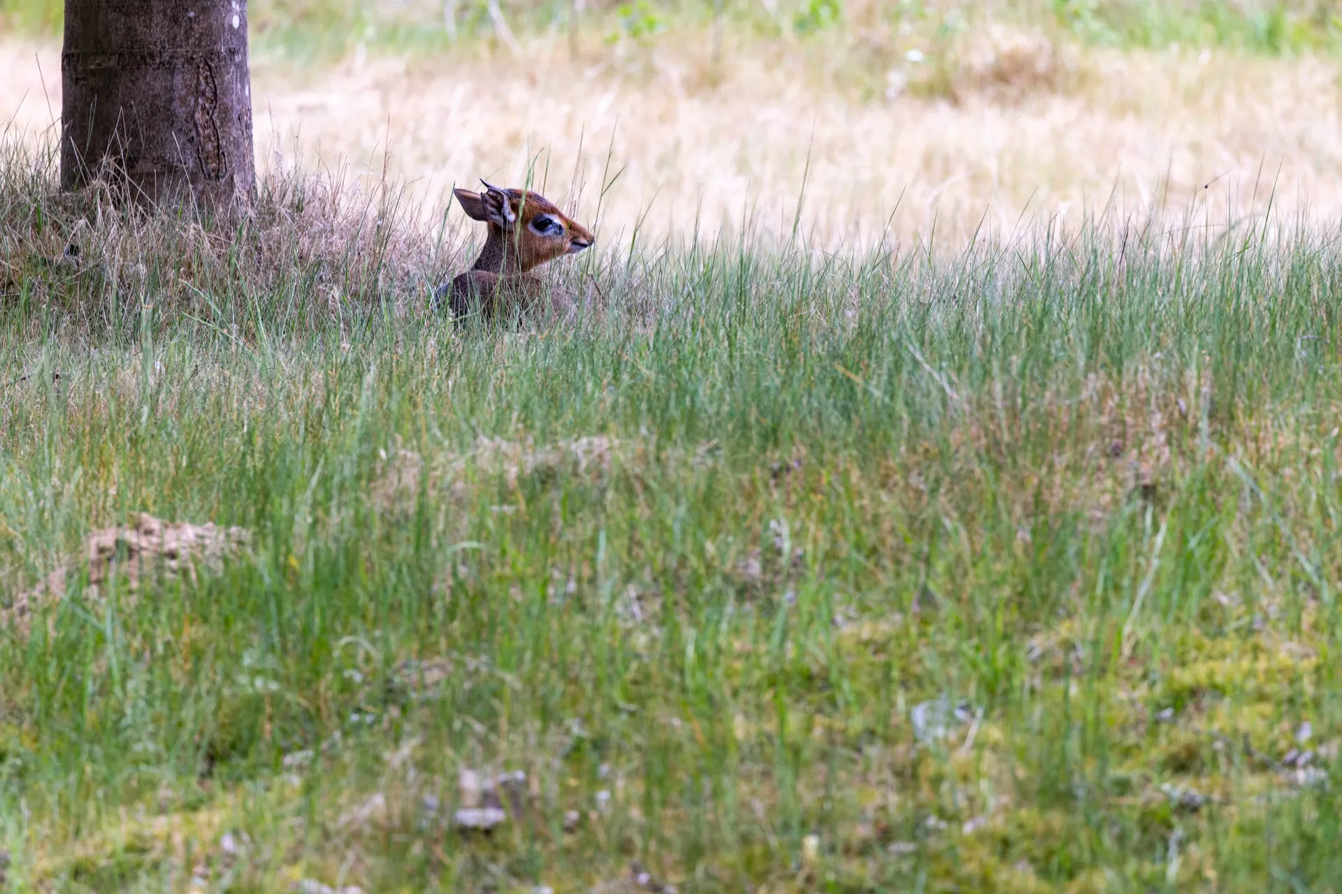 Kirks Dik-dik - Safaripark Beekse Bergen