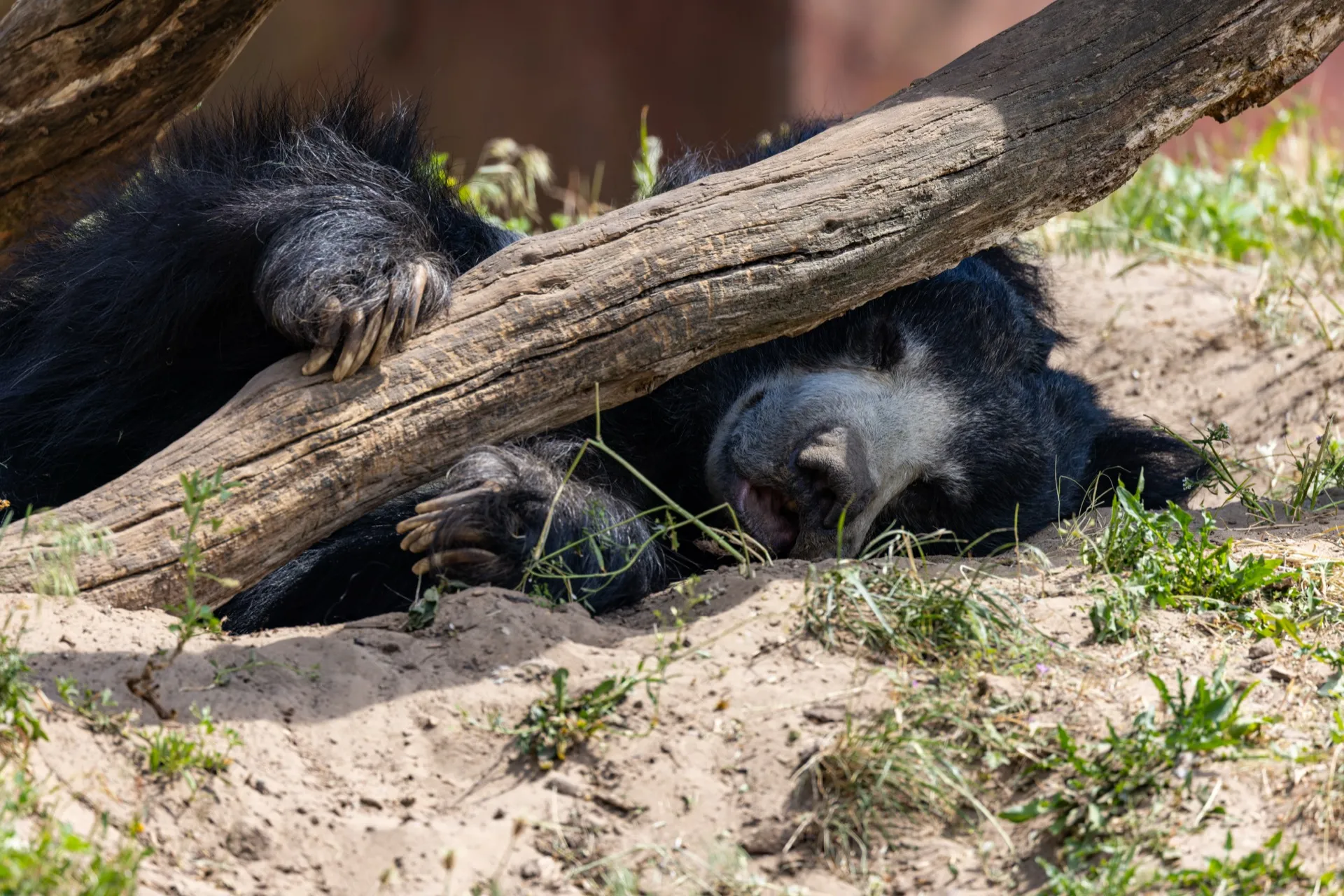 Napping Sloth bear - Safaripark Beekse Bergen