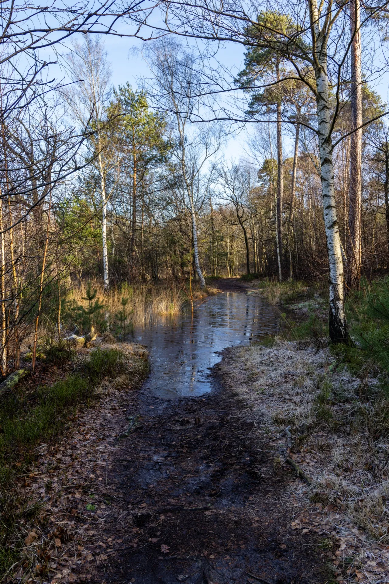 High water at Van Esschenven - Oisterwijk Netherlands