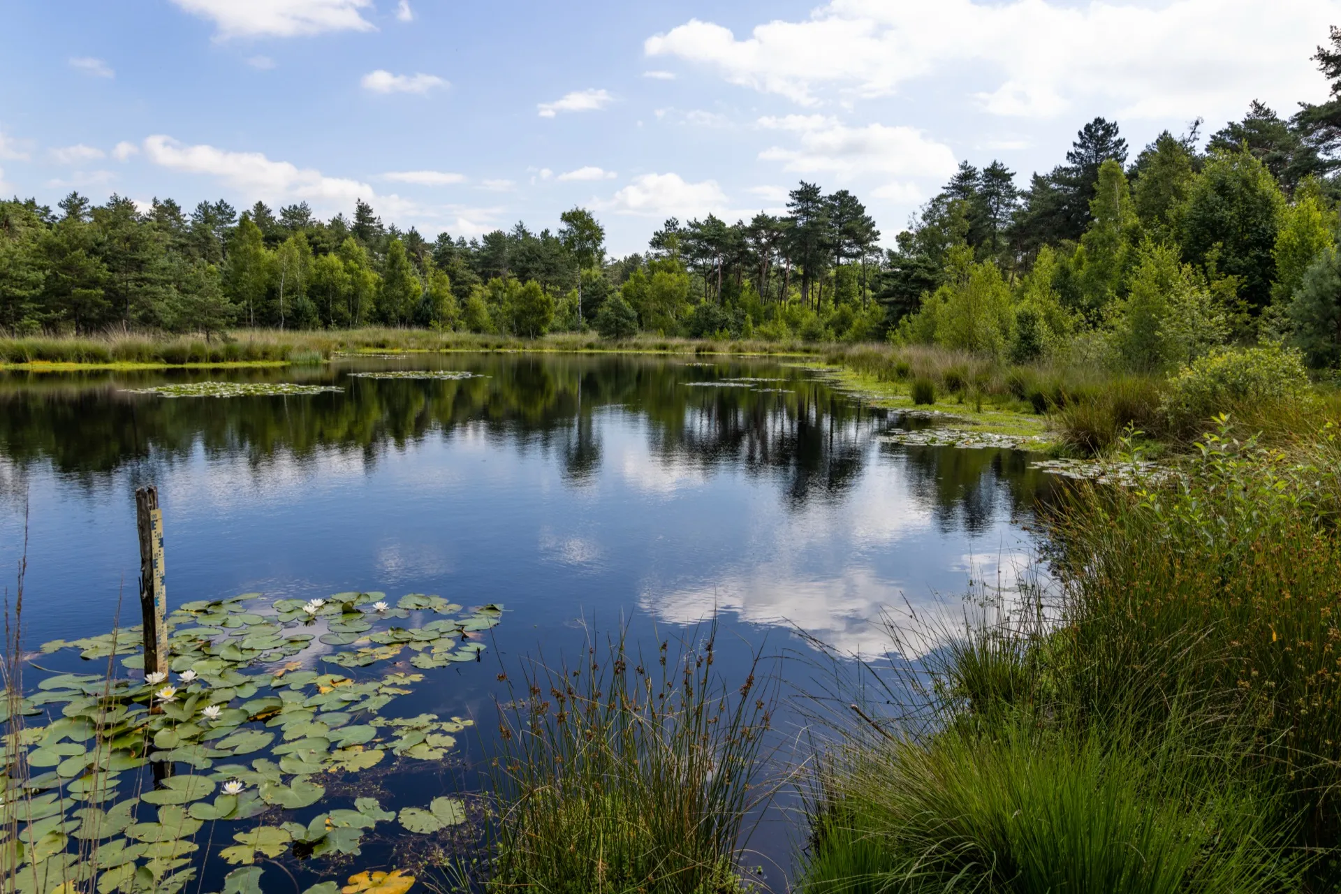 Lammervennen - Oisterwijk Netherlands
