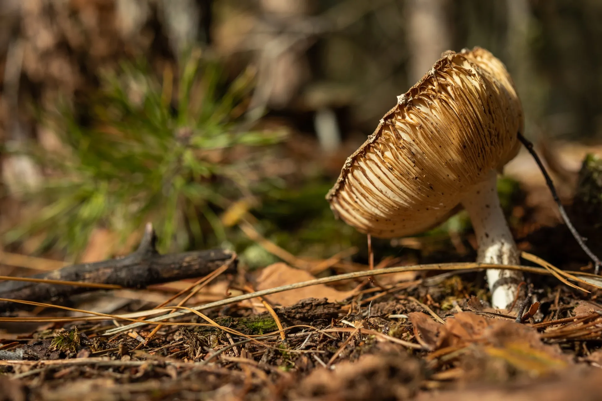 Mushroom - Oisterwijk Netherlands