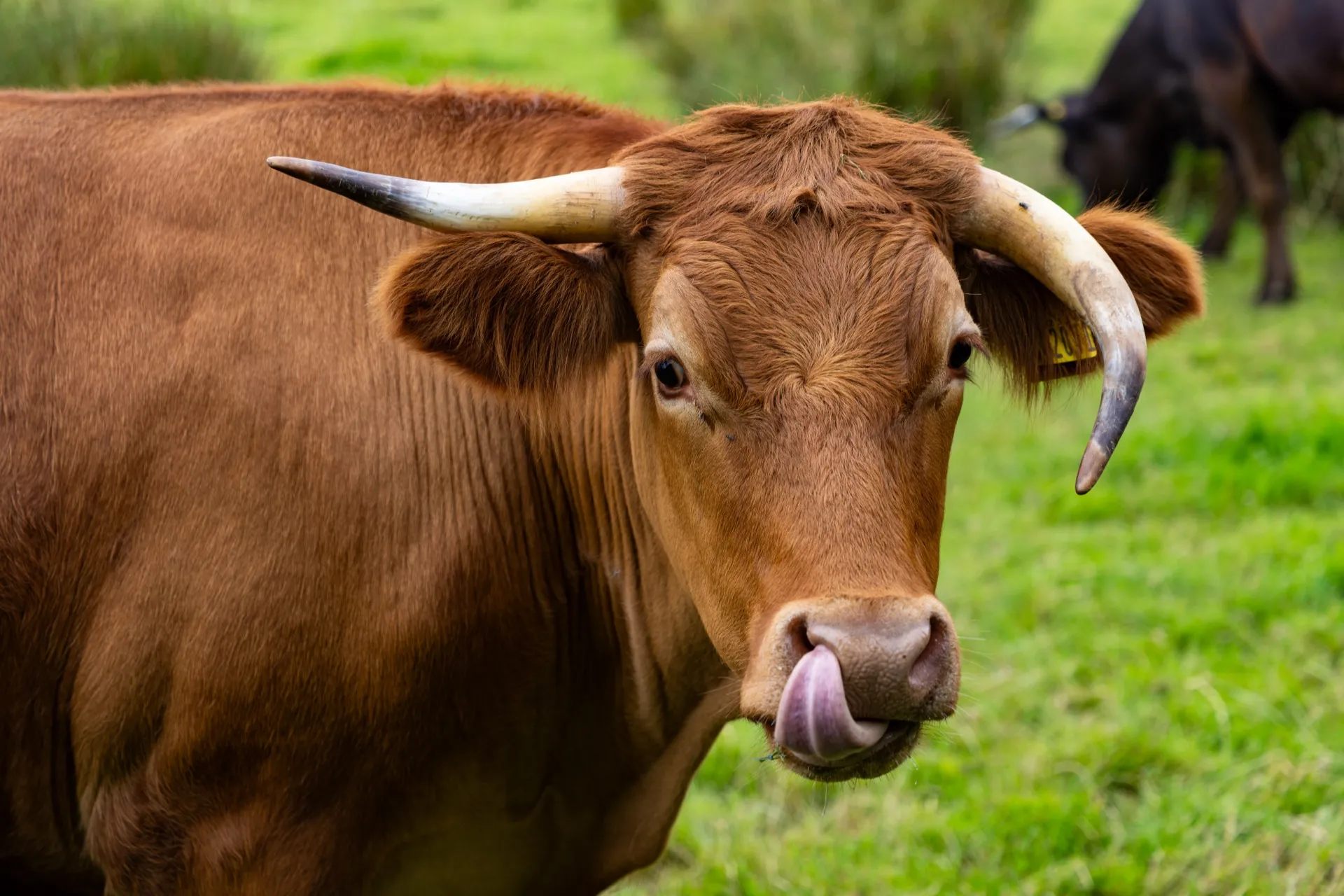 Cow near Bryn Celli Ddu Burial Chamber - Anglesey Wales