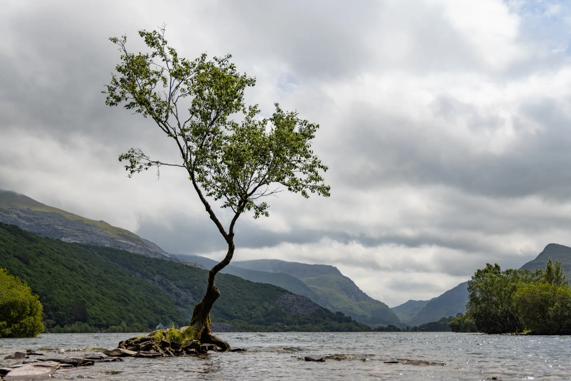 Lonely Tree Llanberis - Snowdonia Wales