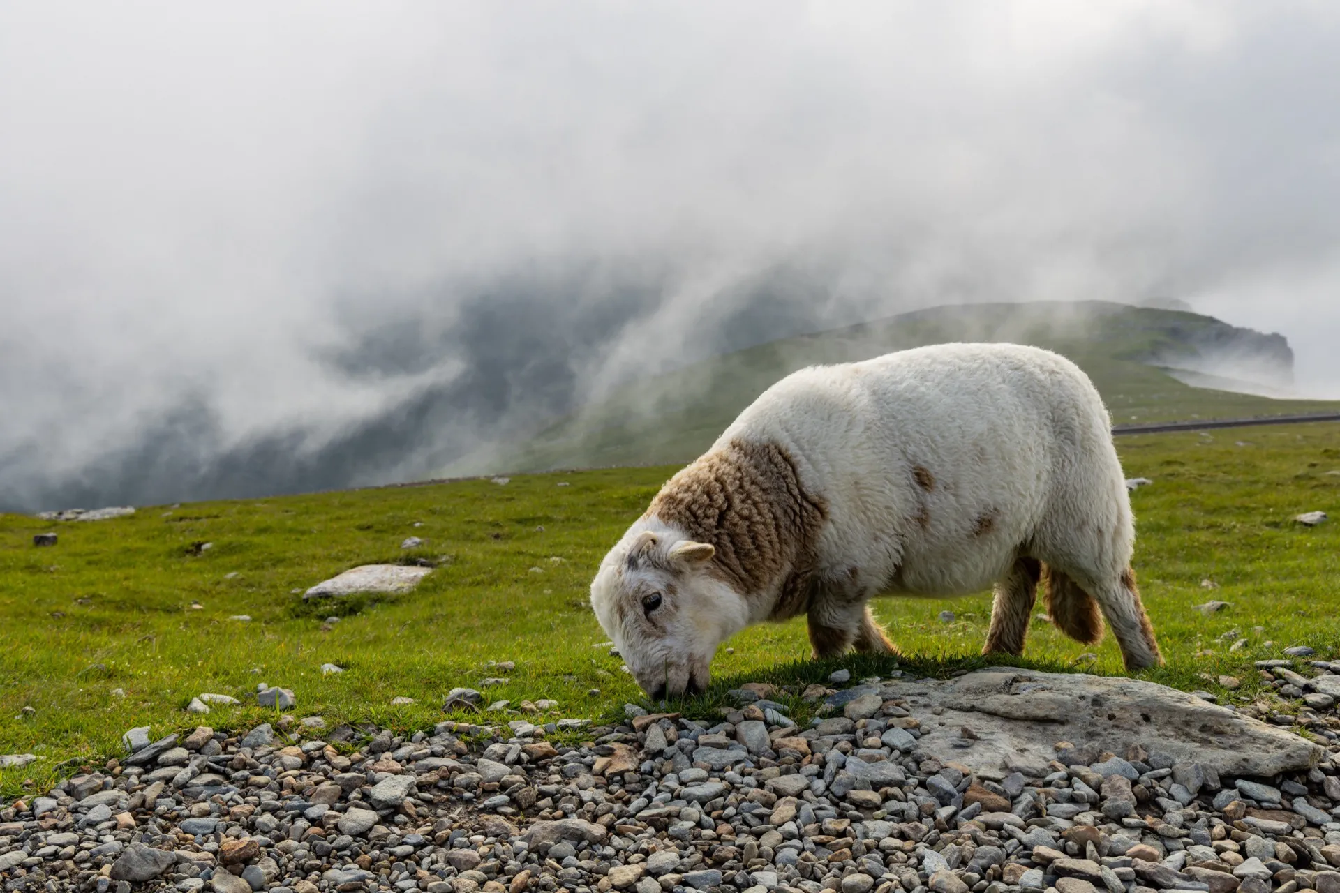 Lamb on the Llanberis Path - Snowdonia Wales